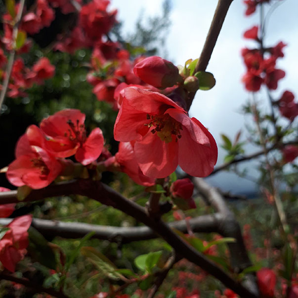 Никитский ботанический сад в Крыму фото весной 