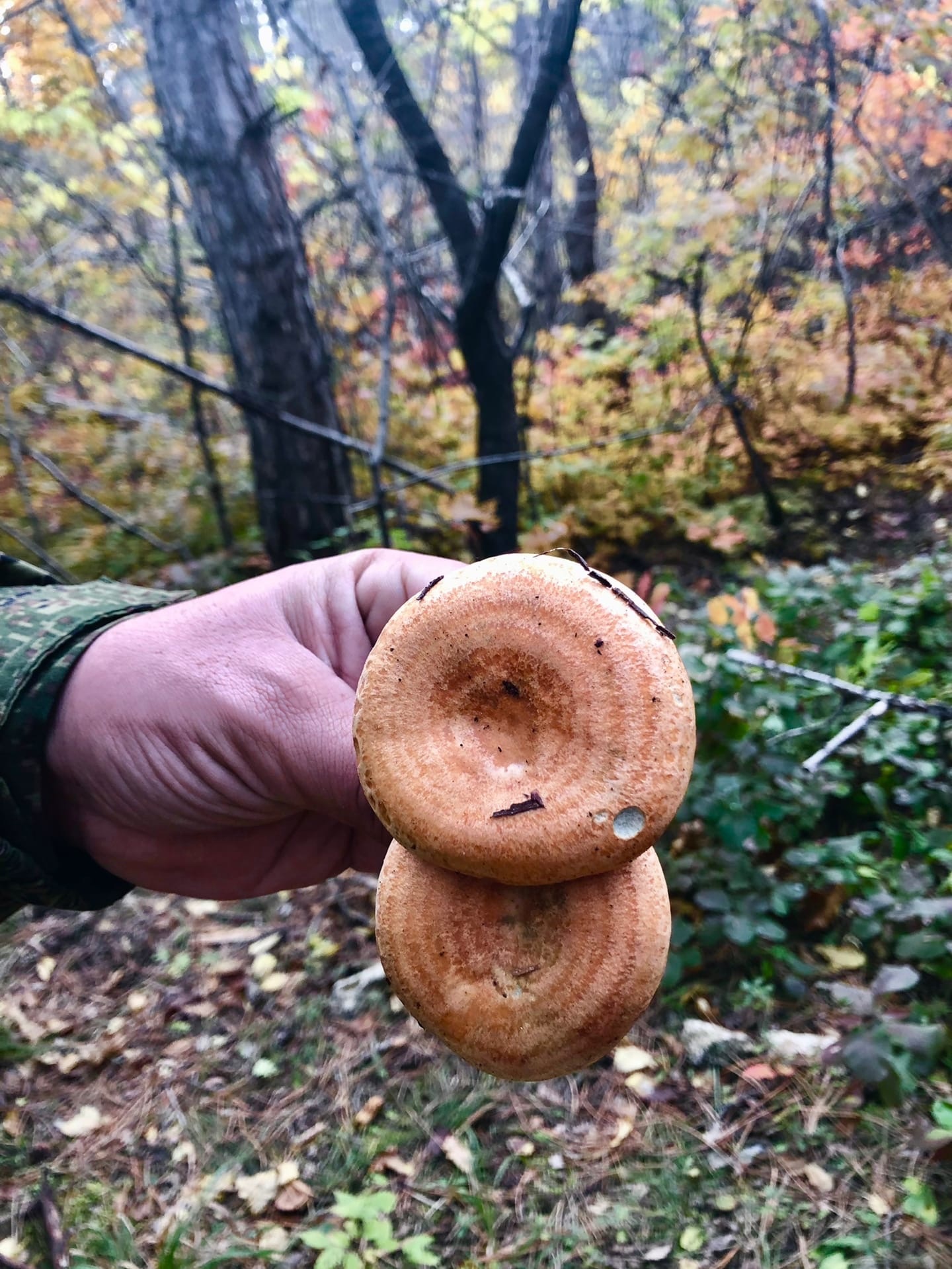 осень в крыму грибы фото
