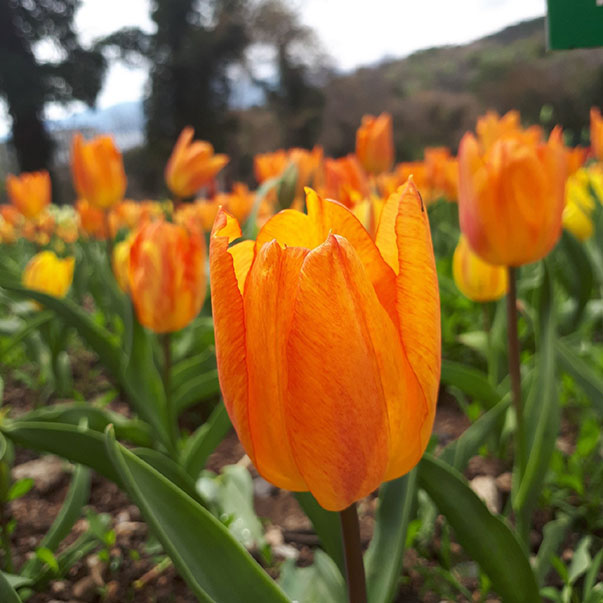 Тюльпаны в Никитском ботсаду фото