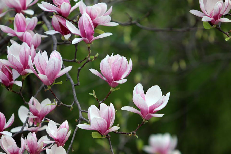 В Воронцовском парке цветет магнолия фото